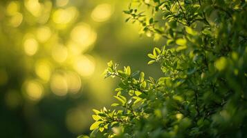 Lush green foliage and ethereal bokeh create a serene and natural backdrop. The leaves are bathed in warm sunlight, creating a soft and calming scene. photo
