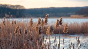 Golden reeds sway gently, a peaceful waterside scene with diffused light painting the landscape in warm, earthy tones on a soft lakeside view. photo