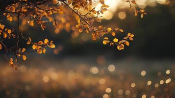 Autumn leaves glow in the golden light, a peaceful scene with bokeh effects and dark backdrop, nature's beauty in full display. photo