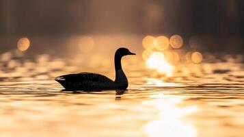 Silhouette of a goose swimming on a calm lake at sunrise, creating a peaceful and serene scene with warm sunlight. photo