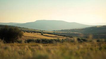 Scenic view of rolling hills with warm lighting, olive groves, and grassy fields under a soft sky evoking peaceful and tranquil atmosphere. photo