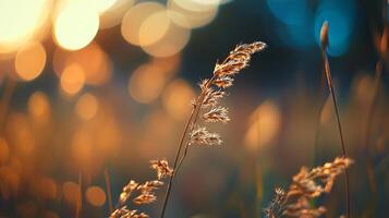 Golden hour illuminates swaying grass, creating a serene meadow scene with soft bokeh and warm hues in the serene outdoor setting. photo