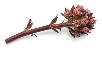A single flower on a stem with brown leaves photo