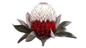 A red and white flower is shown on a white background photo