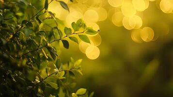 Green leaves catch the light, creating a soft, dreamy bokeh effect in a nature scene filled with warm, blurred circles of light. photo