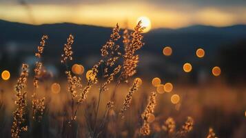 Golden hour illuminates field grass against blurred twilight. Serene landscape with sun setting over distant mountains. photo