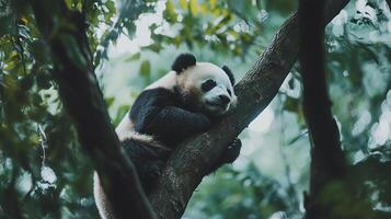 A giant panda peacefully rests on a sturdy tree branch, surrounded by lush greenery in its natural habitat. A serene moment captured. photo