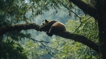 Resting panda high up on a mossy branch in a lush, green forest. This image perfectly captures the tranquility of nature. photo