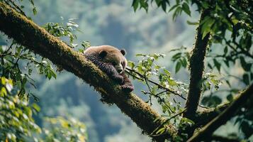 A brown bear cub rests peacefully on a moss-covered tree branch amidst a lush forest, its head tucked in for a nap in its natural habitat. photo
