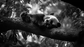 Monochrome image of a panda lounging in a tree, its fur a mix of dark and light patches. A serene moment in nature. photo