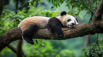 Panda taking a nap on a tree branch, with its head resting comfortably. Its black and white fur stands out against the lush green forest. photo