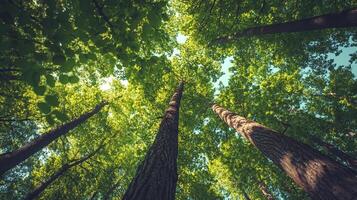 Looking up into a lush green canopy of tall trees reaching for the sky, creating a peaceful natural scene from below. Forest bathing. photo