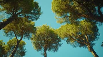 A vibrant canopy of pine trees reaches towards a clear turquoise sky, creating a peaceful and refreshing scene. Sunlight filters through the foliage. photo