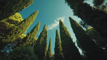 A canopy of tall, pointed trees reaches skyward under a blue sky with a wisp of clouds, creating a serene and natural vista. photo