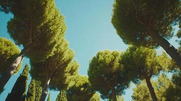Trees reaching for the sky create a vibrant, lush canopy, a serene natural haven where the world seems a little brighter. photo