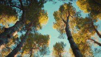Looking up at tall trees with sunlight streaming through the leaves, set against a soft blue sky offering a tranquil forest view. photo