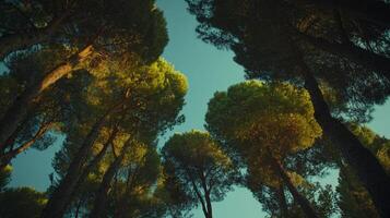 Looking up at tall trees and a blue sky with sunlight breaking through the branches. Trees stand tall against the heavens. photo