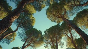 Sunlit canopy view of tall trees reaching to the sky. Nature's beauty in a vertical perspective, creating a serene, forest scene. photo