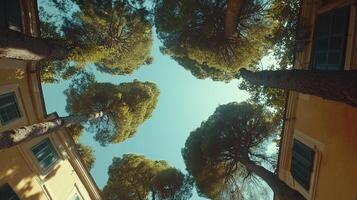 Looking up at tall trees forming a canopy against a clear blue sky, framed by buildings on either side for a unique perspective. photo
