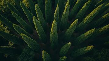 Aerial view of lush green cypress trees, creating a geometric pattern, illuminated by sunlight. Nature's stunning arrangement. photo