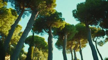 Upward view of a grove of evergreen trees on a sunny day, showcasing their height and lush green foliage against a clear blue sky. photo