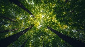 Lush canopy of trees reaching up towards a bright sky, capturing the vibrant greenery and natural beauty of the forest from below. photo