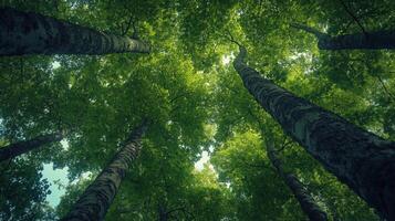 Upward view through a dense forest canopy, showing tall trees reaching for the sky, green leaves filtering sunlight. Nature's peaceful vista. photo