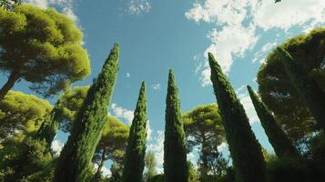 Towering cypress trees stretch towards a sunny sky dotted with clouds, creating a serene and vibrant natural scene. photo