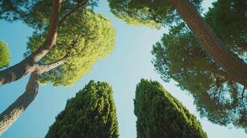 Looking up at tall trees against a blue sky on a sunny day. Branches reach upward, creating a peaceful and calming scene. photo