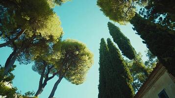 Looking up through green trees and tall evergreen trees, capturing nature's beauty and the clear sky above on a bright day. photo