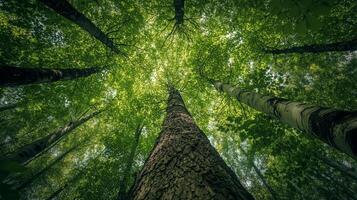 A low-angle shot captures towering trees in a dense forest, creating a stunning view of the canopy and skyward perspective. photo