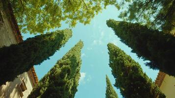 Towering trees ascend toward a serene sky, framing a peaceful view from below, blurring the line between nature and architecture. photo