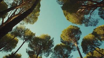 Looking up at tall trees reaching for a clear blue sky. Forest canopy forms a natural frame against a vibrant backdrop. photo