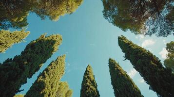 Looking up at tall trees reaching towards a clear blue sky, creating a natural frame with green foliage. photo