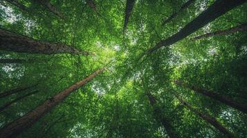 Sunlight filters through a dense canopy of trees, creating a vibrant green mosaic overhead. Natural light paints the forest ceiling. photo
