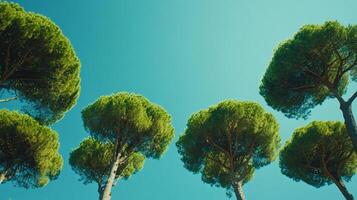 Looking up at a group of trees against a bright blue sky, creating a natural canopy of green foliage and a serene atmosphere. photo
