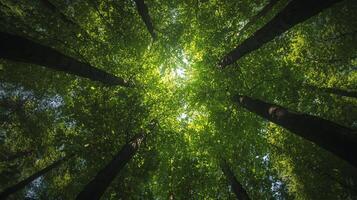 Sunlight streams through a dense canopy of trees, creating a breathtaking view of nature's beauty in a lush forest setting. photo