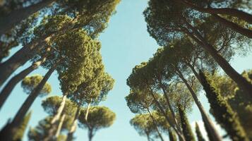 Canopy view of tall trees reaching for the sky, creating a calming green space with a bright blue sky peering through. photo