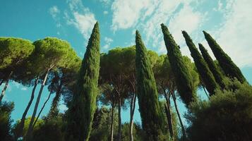 Towering trees reach up toward a blue sky dotted with white clouds. A vibrant green scene featuring cypress trees and other foliage. photo