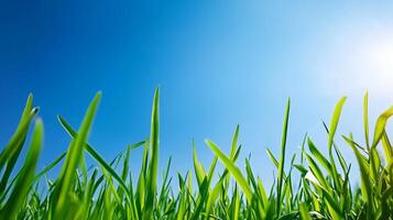 Fresh green grass reaches for the clear blue sky, bathed in sunlight, a vibrant and calming view from ground level. photo