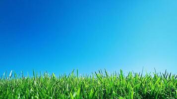 Lush green grass reaching for the expansive blue sky, symbolizing growth, nature, and tranquil open spaces under clear sunny weather. photo
