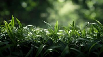 Lush greenery, blades reaching skyward in gentle sunlight. A serene and calming nature scene, full of life and vibrancy. photo
