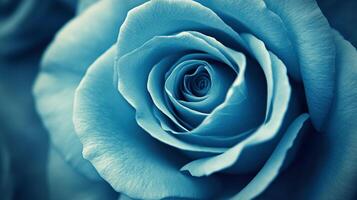 Close-up captures the soft texture and spiraling form of a blue rose, a symbol of mystery and serenity, in stunning detail. photo