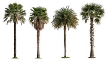 A group of palm trees are shown in different positions photo