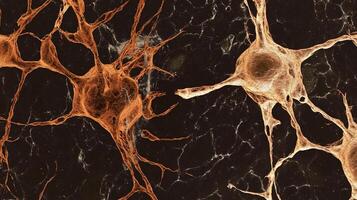 A detailed microscopic view showcases interconnected neural networks in shades of brown and black, highlighting biological complexity. photo