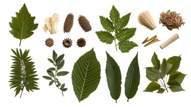 Various types of leaves and plants on a white background photo