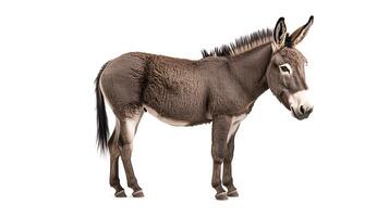 A donkey is standing in front of a white background photo