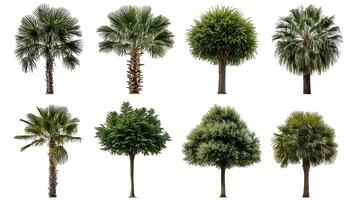 A collection of different types of palm trees photo