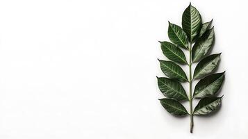 A leaf on a white background with copy space photo
