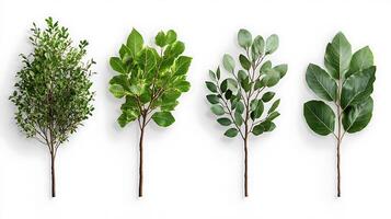 Four different types of plants are shown in a row photo